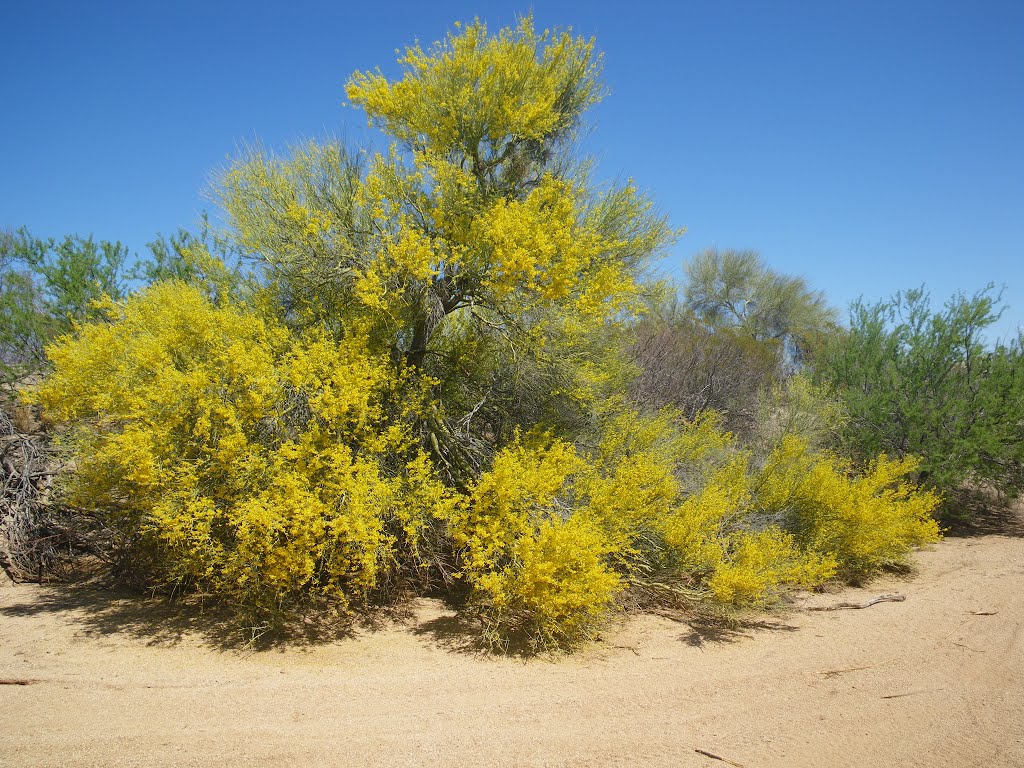Palo Verde in Bloom - Big Wash, San Manuel, Arizona, Сан-Мануэль
