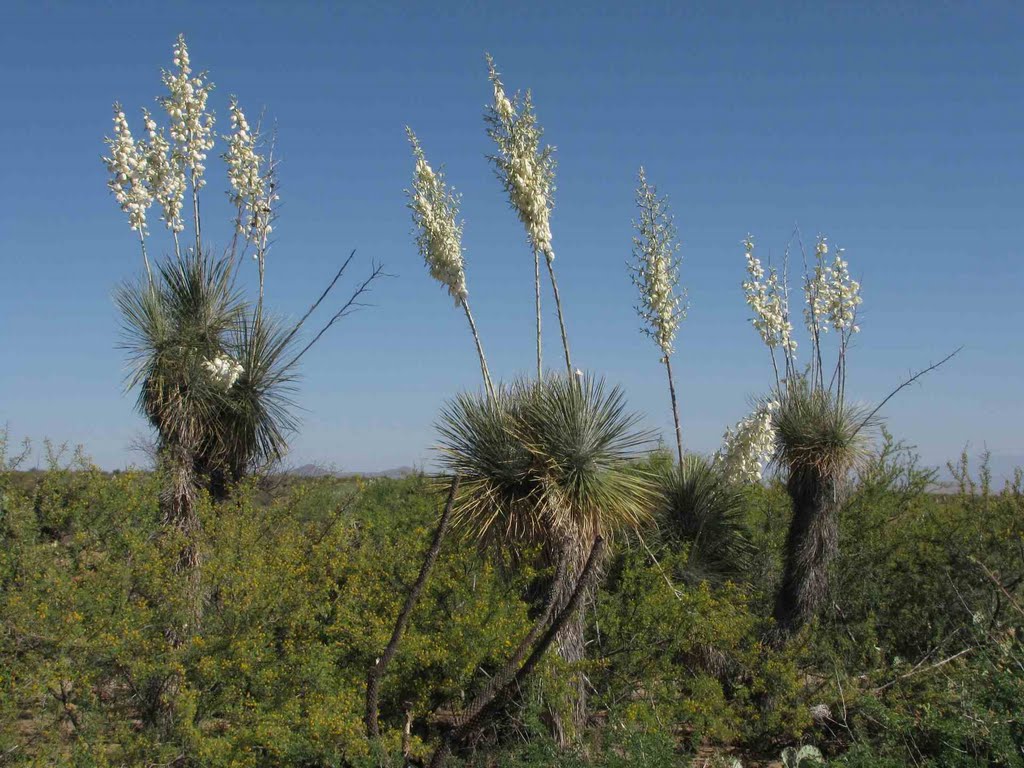 Flowering Soaptree Yucca (Yucca elata - Palmilla); San Manuel, AZ, Сан-Мануэль