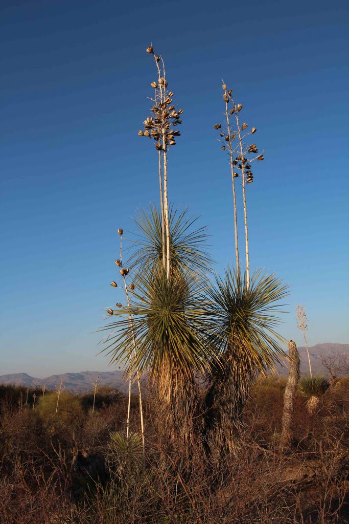 Soaptree Yucca (Yucca elata - Palmilla) near sunset; desert S of San Manuel, AZ, Сан-Мануэль
