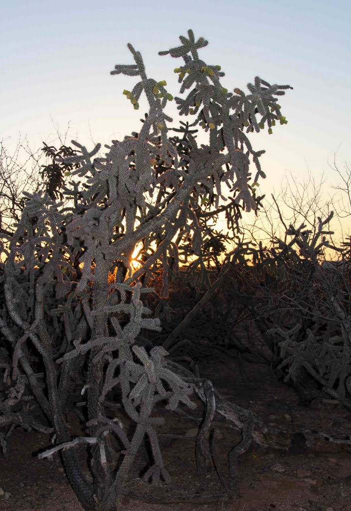 Cane Cholla Cactus (Cylindropuntia spinosior) at sunset; wash N of San Manuel, AZ, Сан-Мануэль