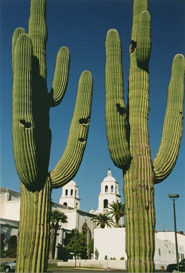 Saguaro at St. Augustine Cathedral, Тусон