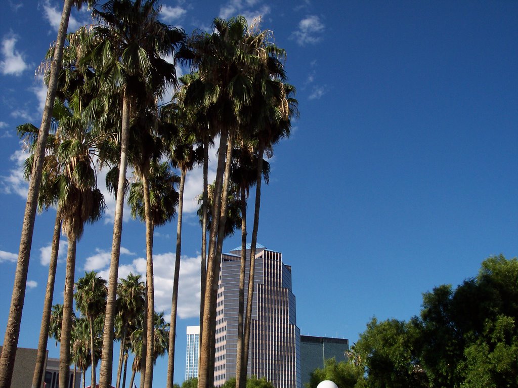 Palmiers au centre de Tucson, AZ, Тусон