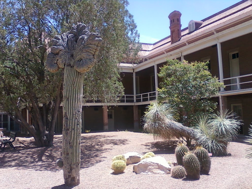 Crested saguaro at U of A, Old Main, Тусон