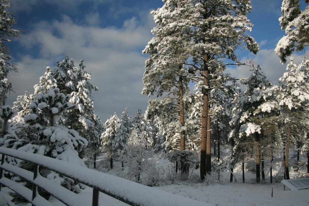 A typical Winter scene in Ponderosa forest of Flagstaff, AZ - looking South West, Флагстафф