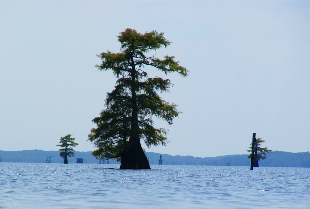 Swamp cypress trees in the eastern basin of Caddo Lake (2), Бакнер