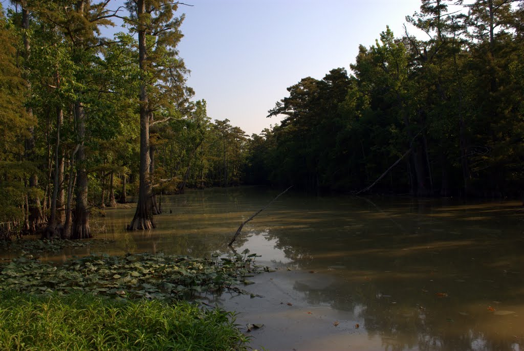 Arkansas Swamp, Брадфорд