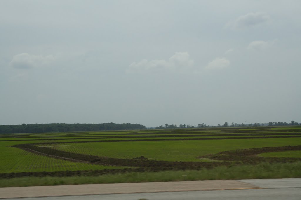 Arkansas, rice fields, Брадфорд