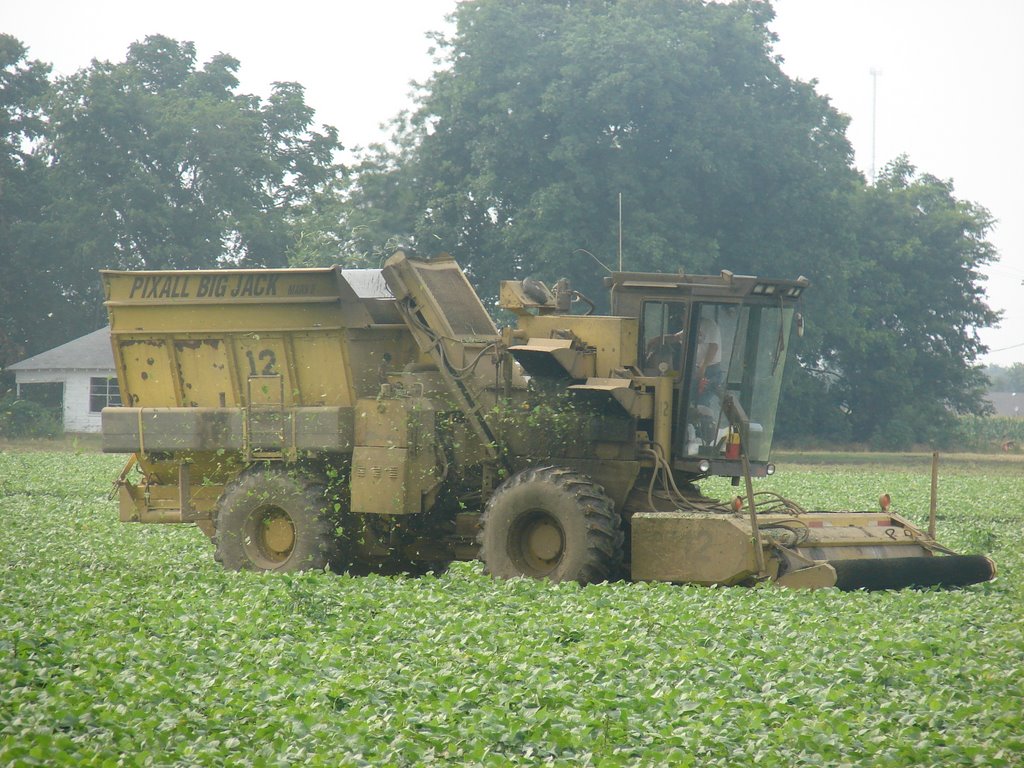 Harvesting Green Beans, England, AR, Ингленд