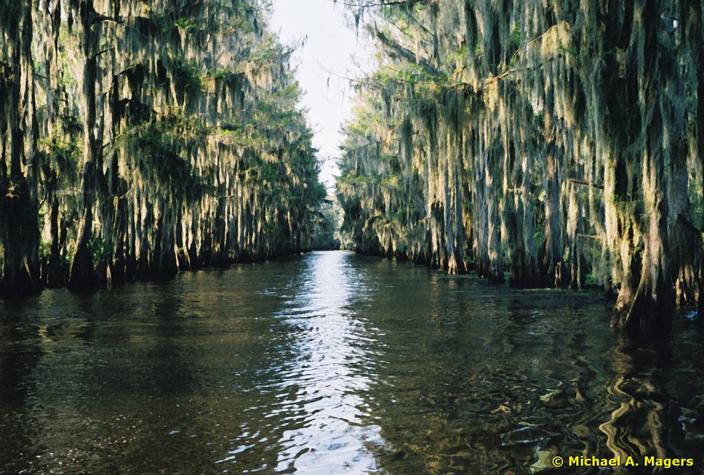 Government Ditch - Caddo Lake, Texas, Тэйлор