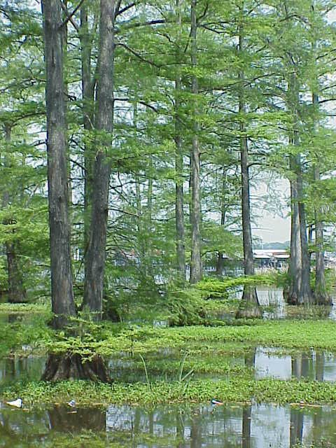 Cypress Swamp, Тэйлор
