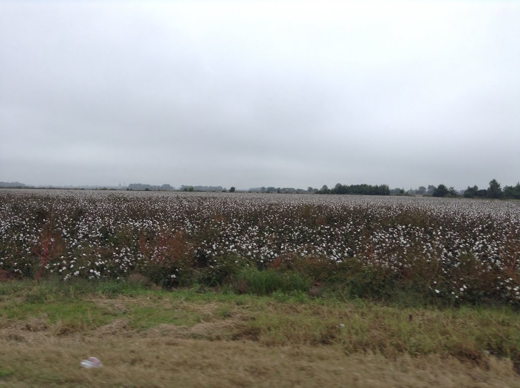 Madison -Arkansas - Cotton plantations, Форрест-Сити