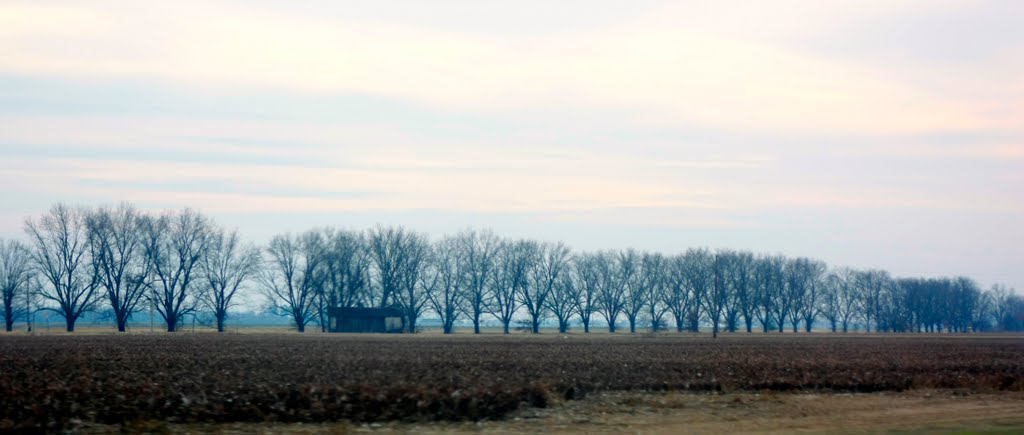 Lined Up and Bare - Winter Pecan Trees Along New 61, Хоппер