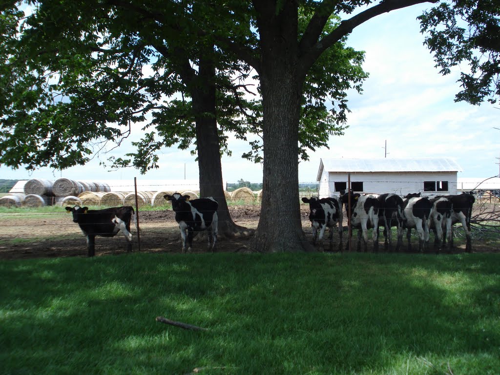 Dairy Farm, Элм-Спрингс