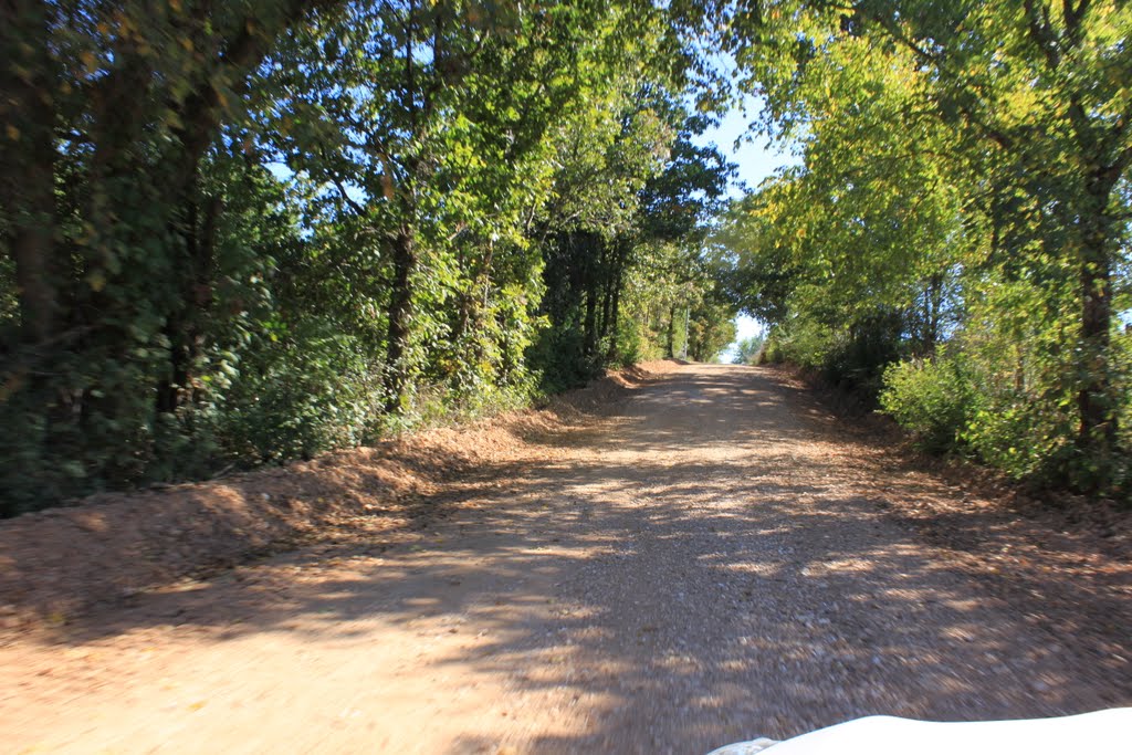 Tree canopied rural road, Элм-Спрингс