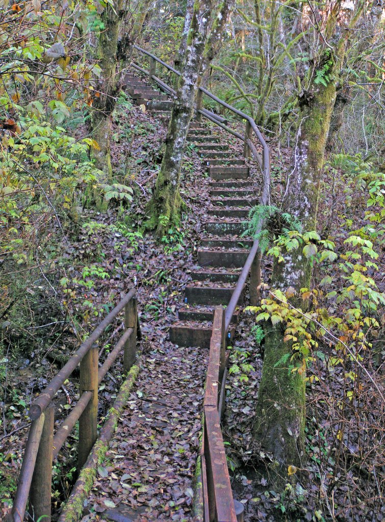 Sherwood Forest trail, Абердин