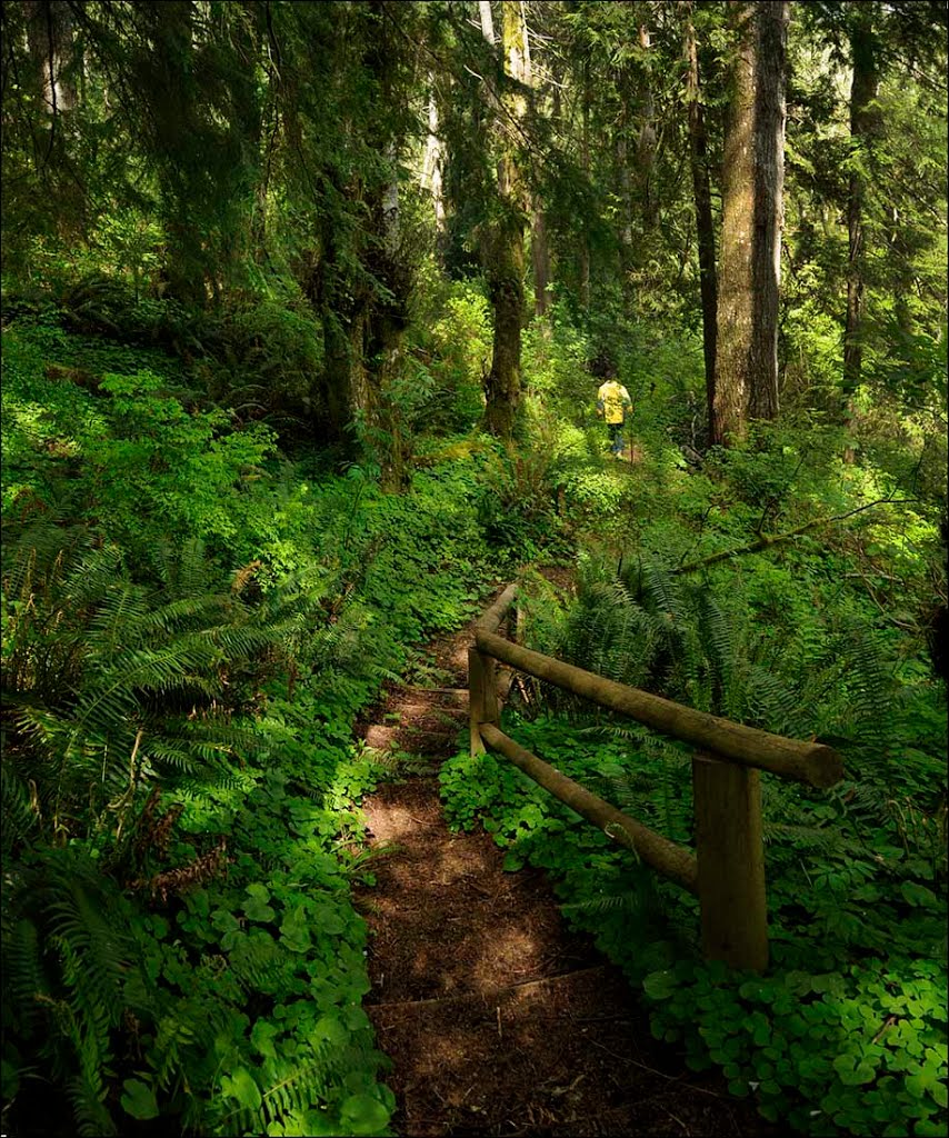 Sherwood Forest Trail - 201304LJW, Абердин