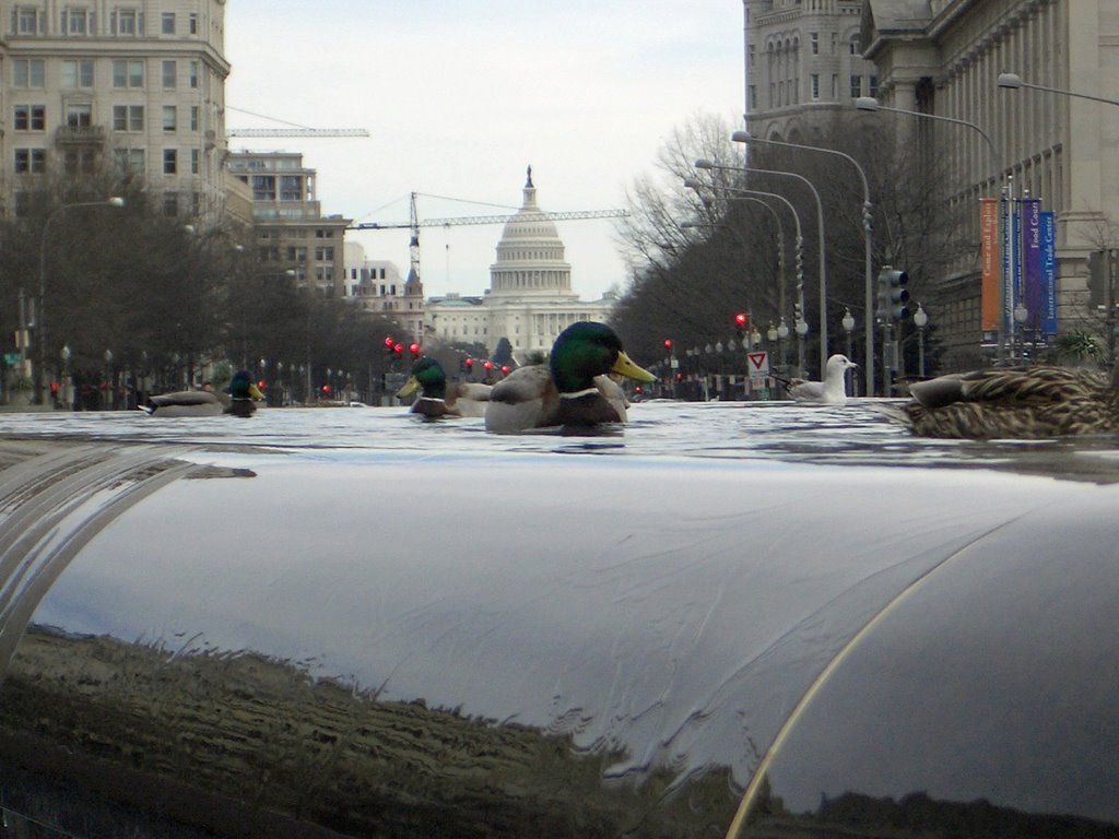 Ducks in the city Washington D.C. Capitol, Алдервуд-Манор