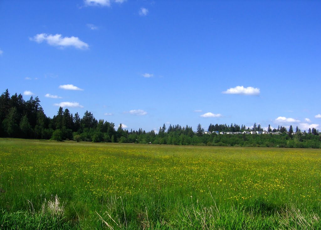 Blooming Field off of Old Sumner Buckley Hwy, Бонни-Лейк