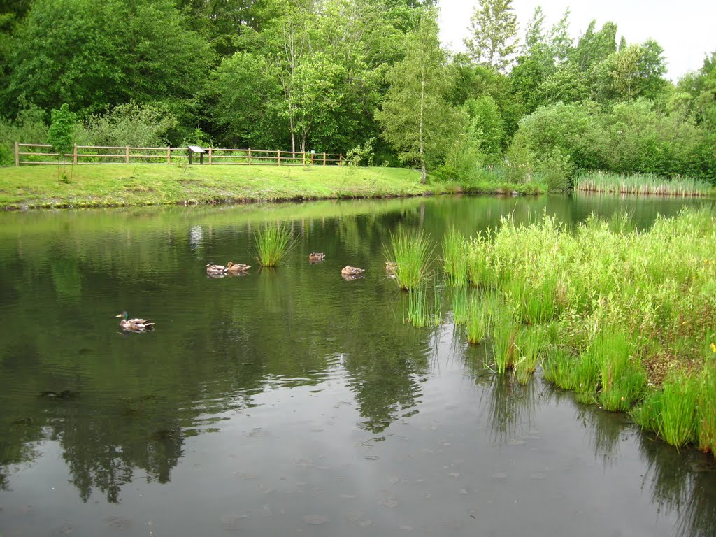 Ducks In A Pond, Ботелл