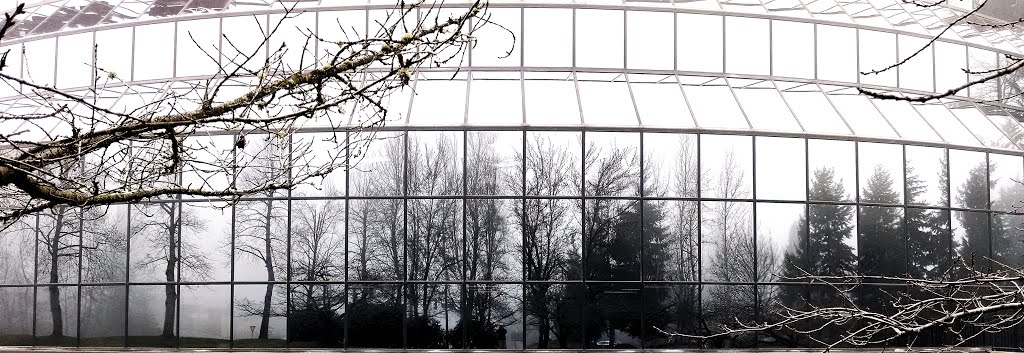 Reflective Windows & Gene Juarez Building. Foggy Day. Bellevue, Wa, Истгейт