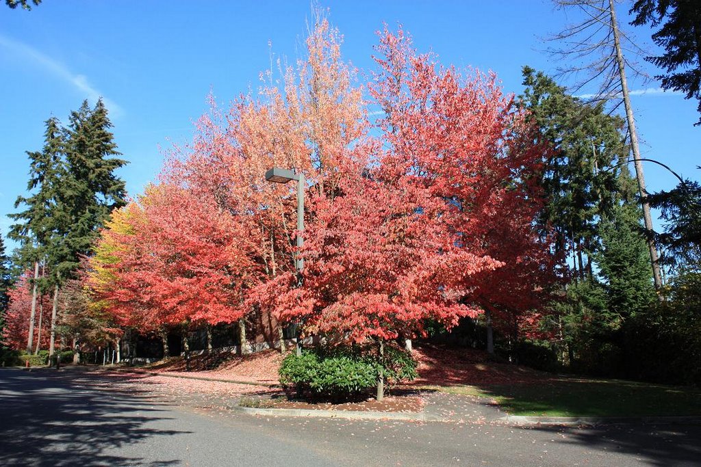 Fall foliage in Bellevue, Истгейт
