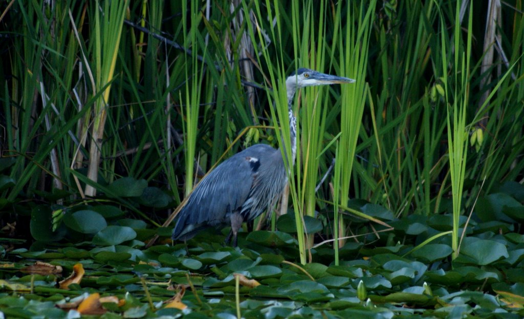 Great Blue Heron, Истгейт