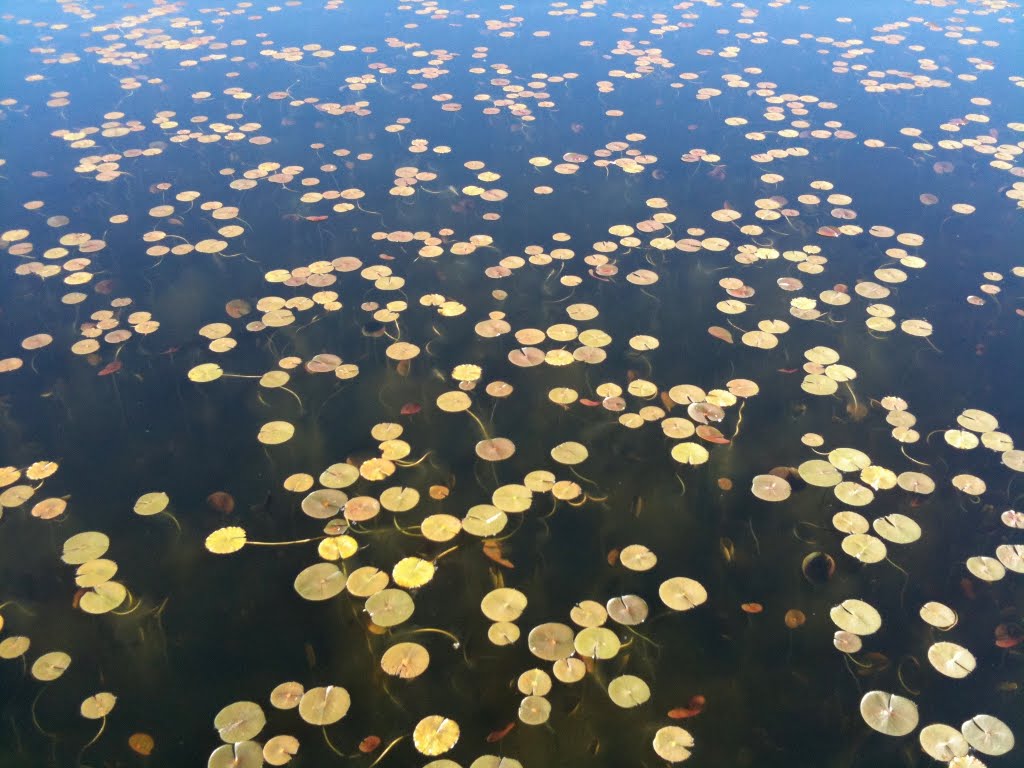 Lillies in Phantom Lake, Истгейт