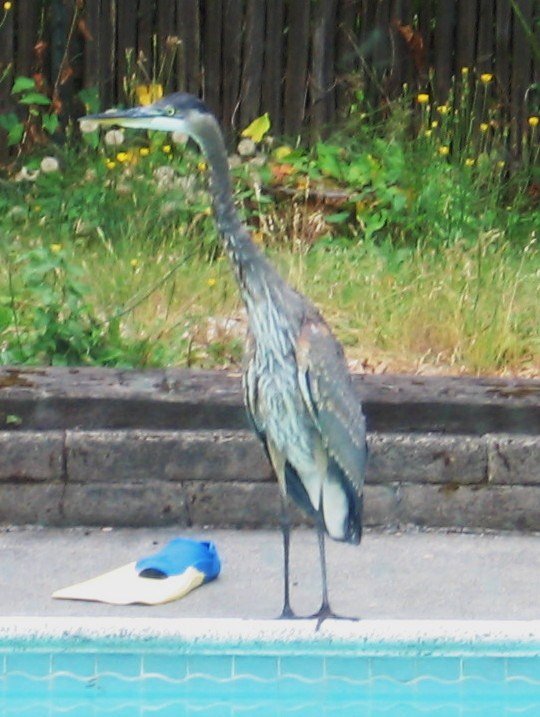Great Blue Heron Poolside, Кенмор