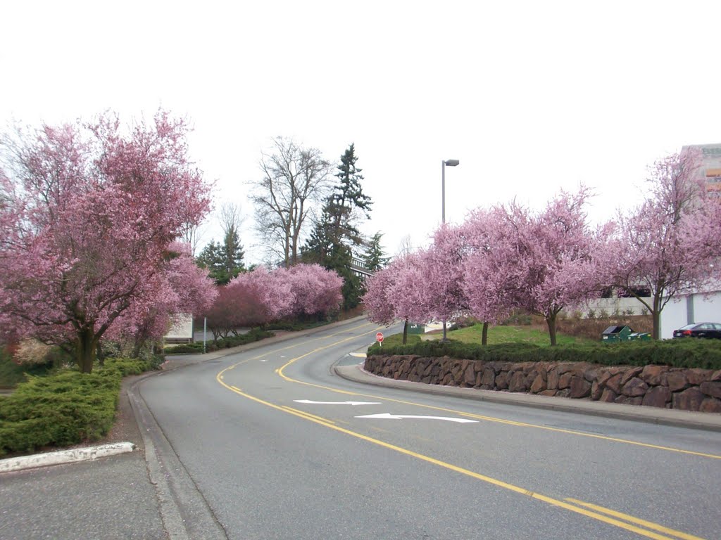 Spring Blossoms Totem Lake Mall-120th AVe NE (1), Кингсгейт