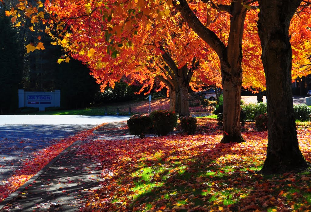 Fall colors on 134th Ct NE Redmond, WA, Кингсгейт