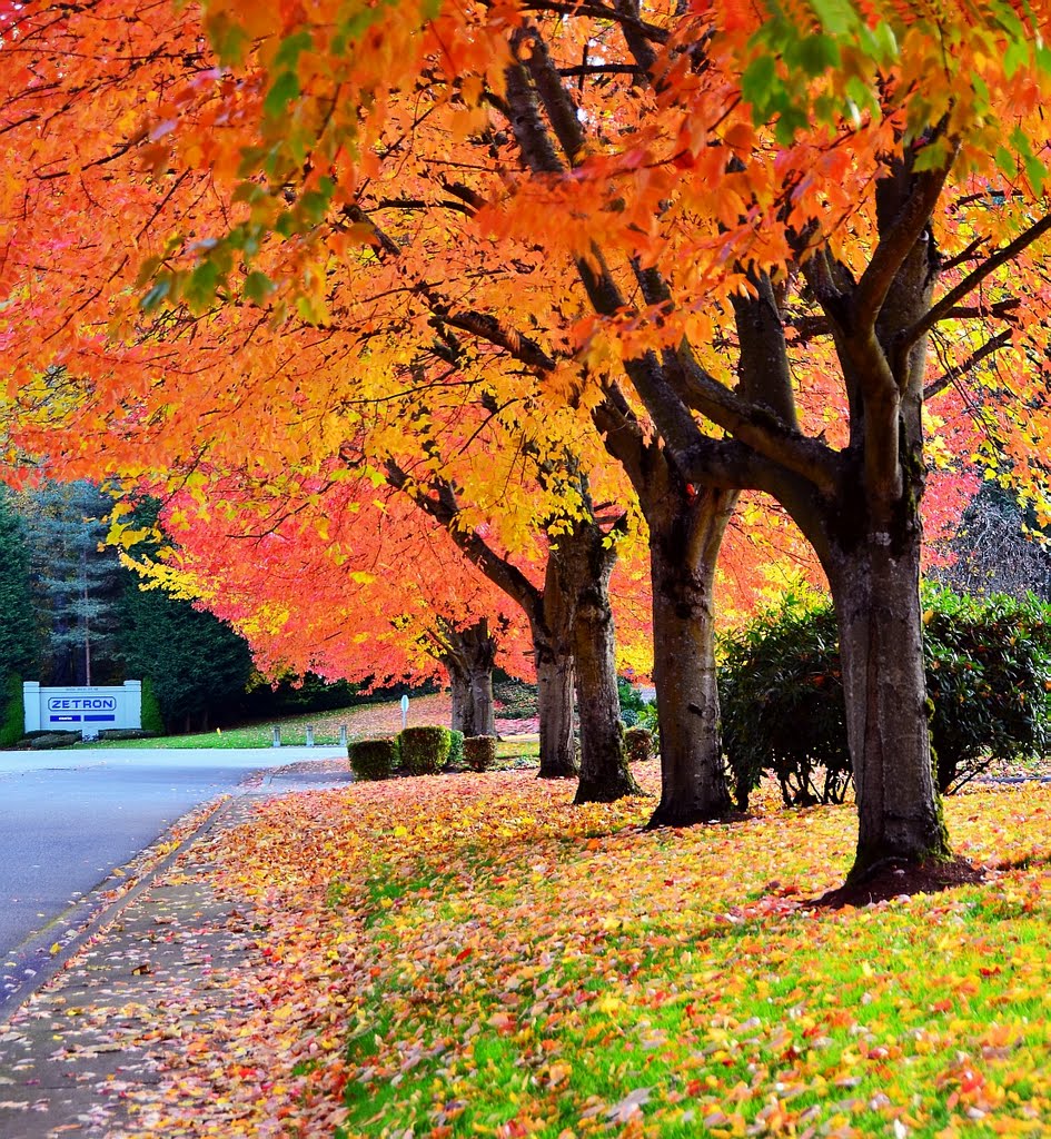 Fall colors at Zetron campus, Redmond, WA, Кингсгейт