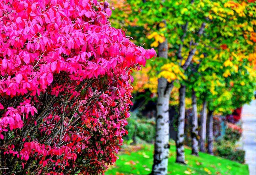 Fall colors on Zetron campus, Redmond, WA, Кингсгейт