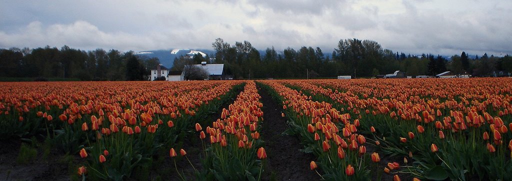 Tulip Field on the edge of Mount Vernon Washington State, Маунт-Вернон