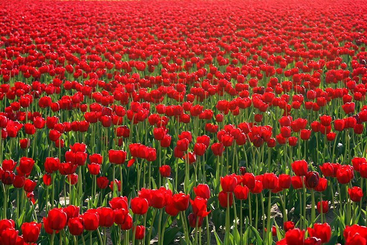 Red Tulips, Маунт-Вернон