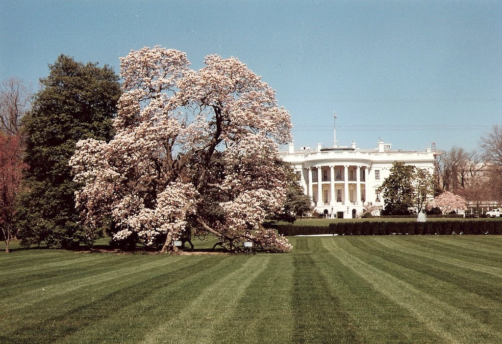 Cerezos en flor.The White House ., Порт-Анжелес
