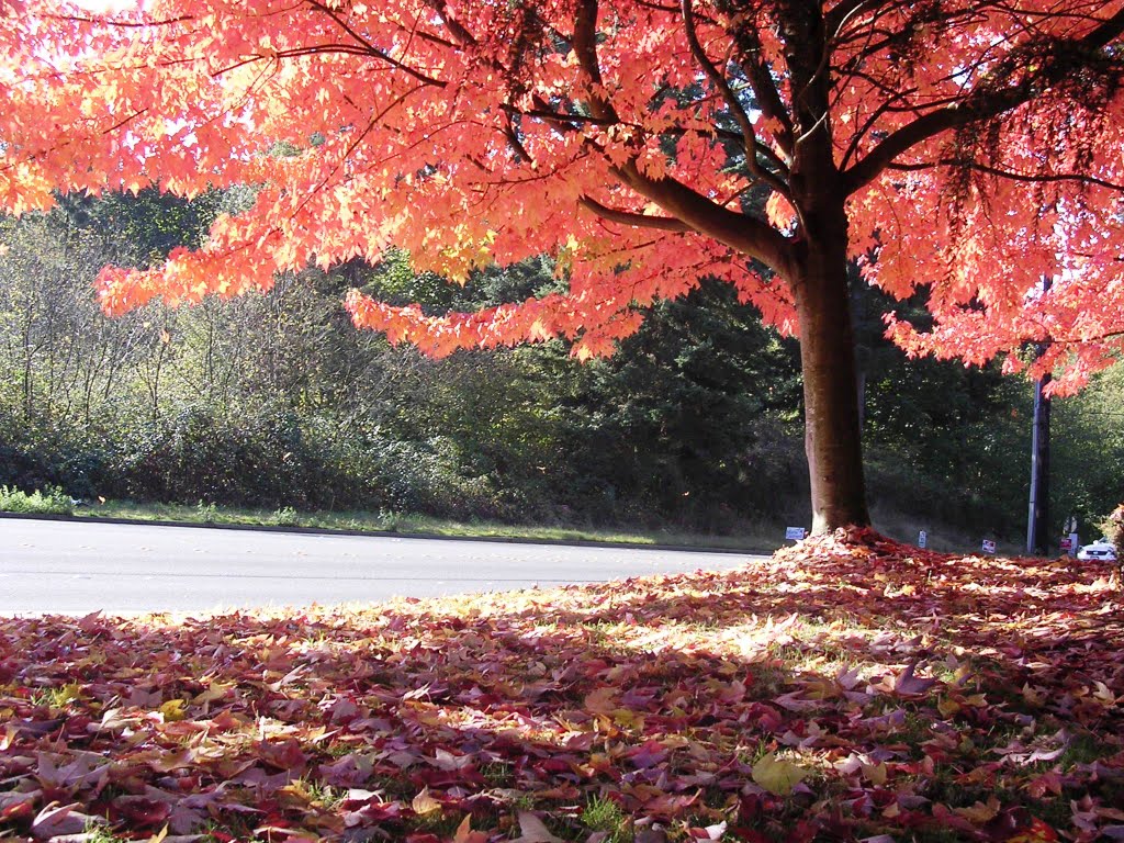 Fall  Colors in Brighton Ridge, Renton, Рентон