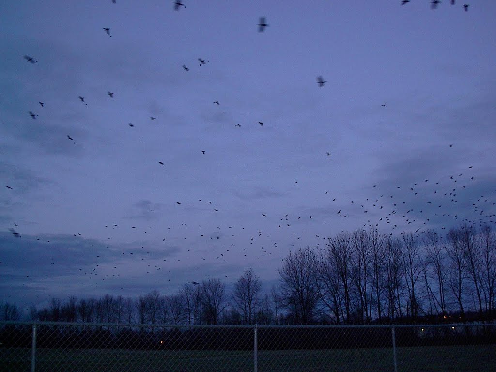 Crows of Renton, WA, Рентон