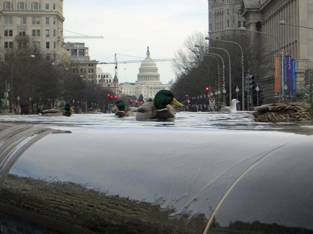 Ducks in the city Washington D.C. Capitol, Сентралиа