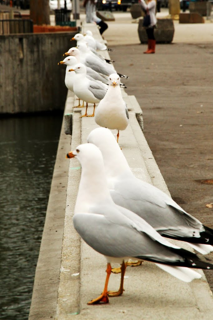 Get back in line, Jonathan, and wait your tern!, Спокан