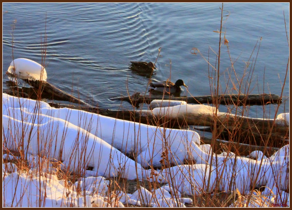 Champlain Lake winter, Берлингтон