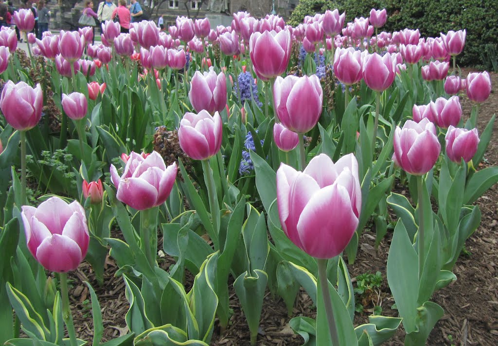 Tulips at Georgetown, Арлингтон