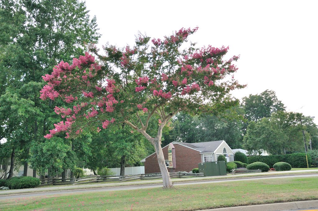 VIRGINIA: NEWPORT NEWS: crepe myrtle in bloom [for r.w.], Ньюпорт-Ньюс