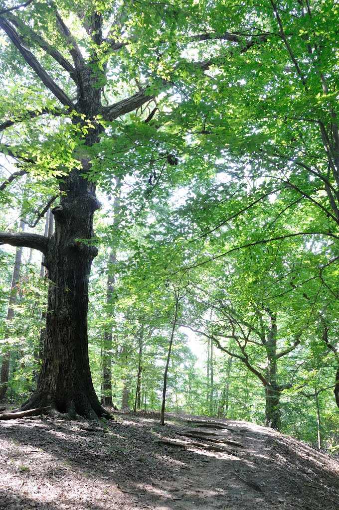 VIRGINIA: NEWPORT NEWS: Deer Park Nature Trail: a tree for Magda, Ньюпорт-Ньюс