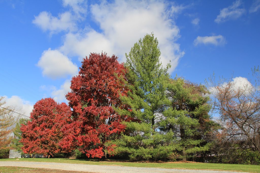 Trees at 801 Main Kollmorgen, Radford Virginia, Радфорд