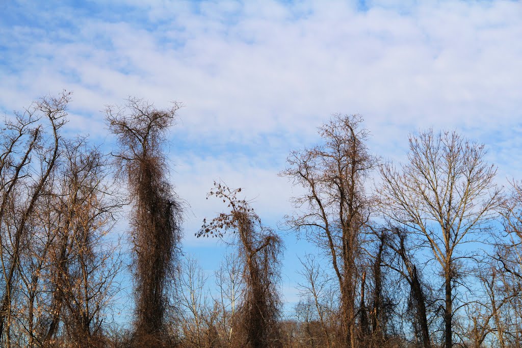 Treetops at 801 Main, Radford Virginia, Радфорд