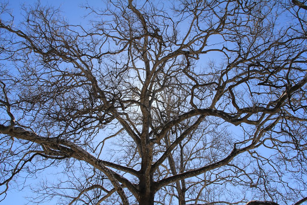 Trees at Ingles Castle, Radford VA, Радфорд