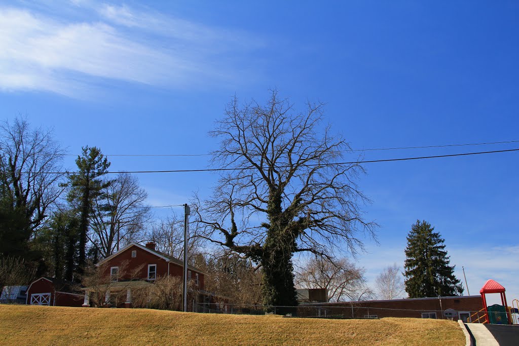 Vine Covered Tree on Harvey St, Radford Virginia, Радфорд