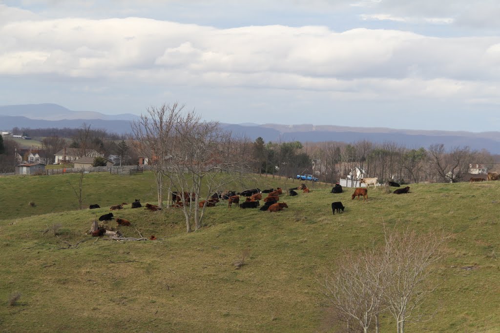 Cows Resting, Радфорд