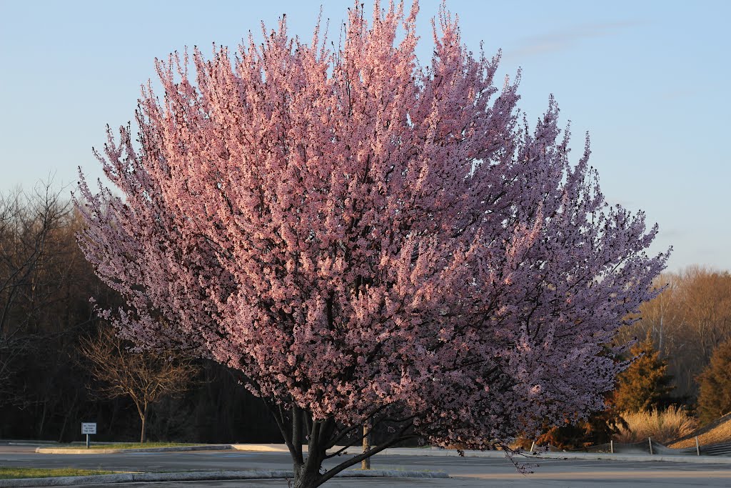 Tree Blossoms, Радфорд