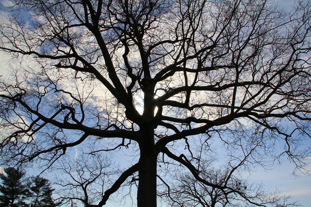 Tree Silhouette at Westview Cemetery, Радфорд
